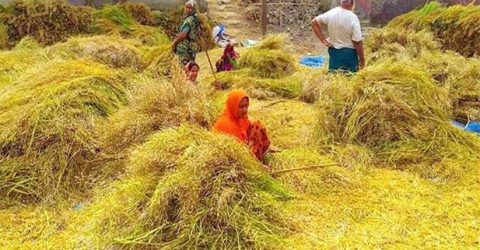 সিরাজগঞ্জে সরিষার বাম্পার ফলনে খুশি কৃষক