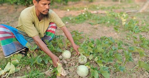 তাড়াশে প্রথমবার বাণিজ্যিক সাম্মাম চাষ শুরু