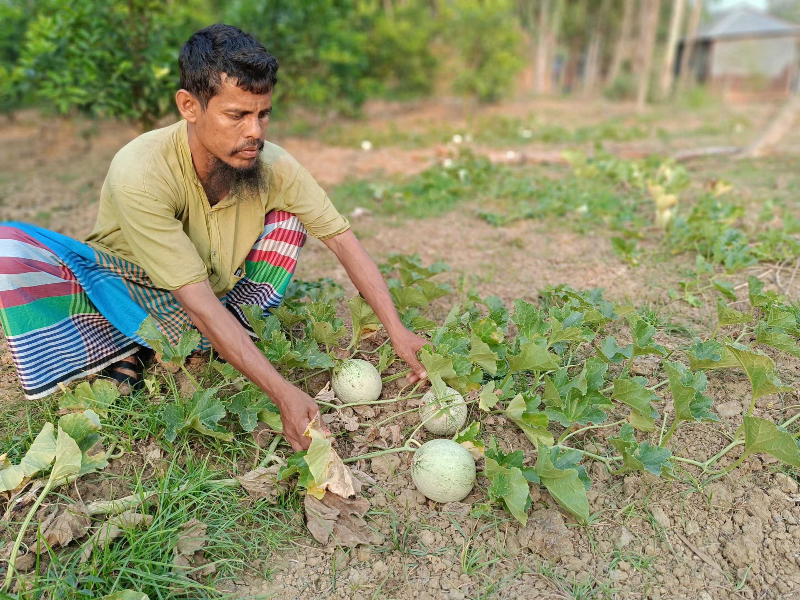 তাড়াশে প্রথমবার বাণিজ্যিক সাম্মাম চাষ শুরু